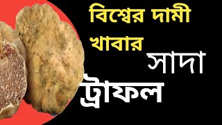 সাদা ট্রাফল।white truffle