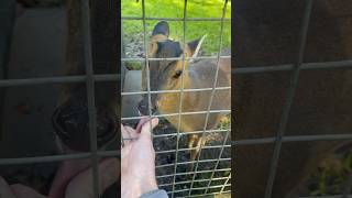 Animal Sanctuary - #deer #geese #jays #goats #turtles #stalk #birds #mammals