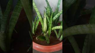 Snake plant good for indoor🪴 #plant # garden