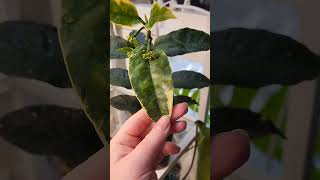 Hoya multiflora var