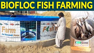 Assammak Biofloc Fish Farm