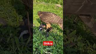 Shikra hunting eagret 😚 #birds #shikratraining  #nature #pakistanbirds