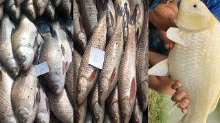 Auction series of rare fish inside fish market Larkana Sindh/نایاب مچمچھلیوں کی نیلامی کا سلسلہ