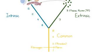 Coagulation Cascade