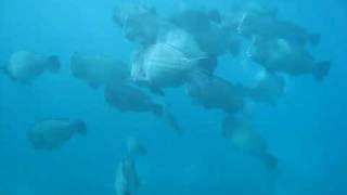 Bump Head Parrots Turtle Bay: Snorkeling Great Barrier Reef.AVI