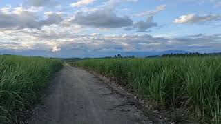 part.2, EXPLORE PERKEBUNAN TEBU TERLUAS DI SULAWESI UTARA