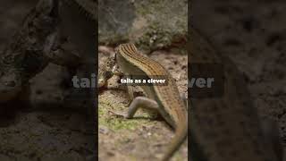 🦎 The Glass Lizard: A Legless Reptile That’s Not a Snake 🐍 #shorts #video #legless #reptiles