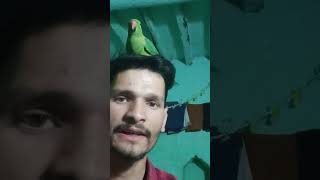 parrot saund #parrotlovers #funny #parrot #talkingbird