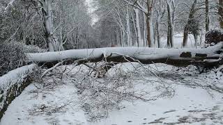 Macclesfield - Huge Tree Falls Onto Buxton Road