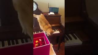 #fypage #animals #funny #dog #cat #pet #funnyvideos #lol #catsoftiktok  #kitty #shorts