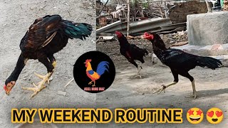 My Aseel Farm Update || Weekend Routine || #aseelmurgbaaz #trending