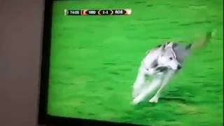 Dog runs onto a football pitch (Europa League Match)