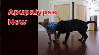 Apupalypse Now