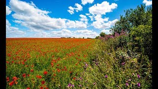 Cotswold Poppy Fields