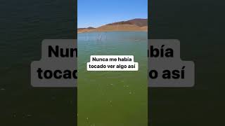 Algo muy Extraño Pescando 😲