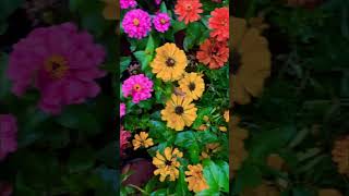 #shorts #shortsfeed #shortsvideo #arijitsingh #diljhoom #love #flowers #garden #morning #ytshorts