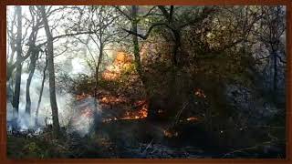 Bandipur forest fire