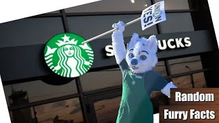 Furry STREIKT gegen Starbucks | Kanadisches SUPERTALENT mit Furries | Furry News #1