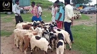 No.1 fattening sheeps in Magadi market  season to start fattening