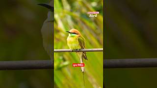 #birds #birdslover #beautifulbird #nature ,beautiful colorful birds #shorts