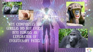 Why Chimpanzees & Gorillas Did Not Evolve Into Humans #facts #ancestors #weirdfacts #humanevolution