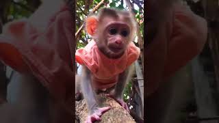 Cute Monkey Ella ! #monkey #cutebaby #animals #animal #monkeybaby #monkeyella