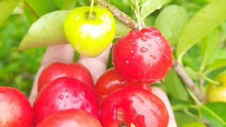 Cherry Plant with Fruits after rain | #shorts