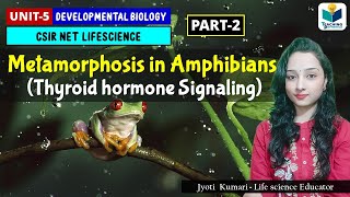 Metamorphosis in Amphibians(Part-2) || Thyroid Hormone Signaling | Developmental Biology