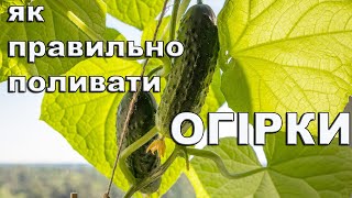 Як правильно поливати огірки