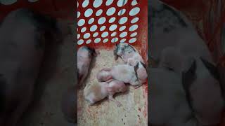 @# animal lover# bunny# feeding# milk time viral shorts