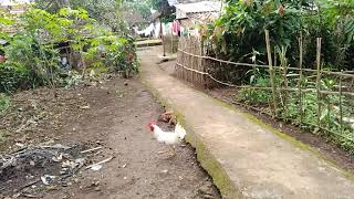 Backsound Relaksasi Suara Alam Burung Bernyanyi Pagi Hari Di Kampung