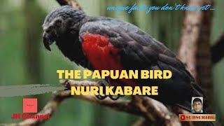 The Native Papuan Bird Nuri Kabare, Unique facts you don't know yet…