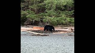 Black Bear Hunt #alaska #prince of wales #klawock @treasurehunterlodge #booneandcrockett