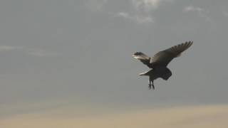 Barn Owl Hovering in the Wind Close Up      4