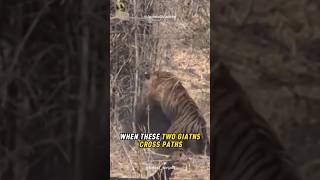 Bear vs Tiger: Who Would Win?