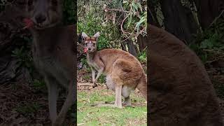 kangaroo mama eating.