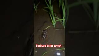 Berburu belut dapat kodok #part23  #kawanlaladog #vlog #belut #sawah #shortvideo