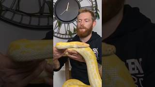 HUGE PYTHON!!! #snake #reptiles #python #shorts