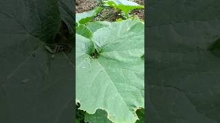 Pumpkin #southafrica #gardening #viral #1k #shortsfeed #fypシ #lovegardening #growyourown