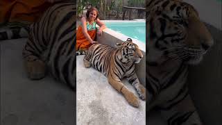 Will you pet Tigers? Visit to Tiger park in Pattaya, Thailand