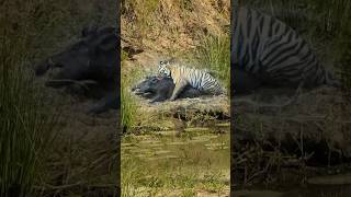 The King 👑 of jungle #animals #leopard hunt #shorts #animals #africa #4kwildlife #africananimals4k