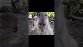 capybara dailyvids 21 04 2023 0001