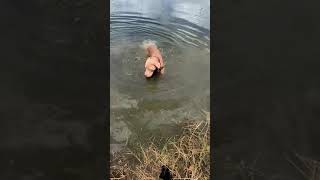 Blue fawn pitbull dog going for a swim in the lake