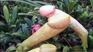 6 most Bizarre and unique plants in the world!