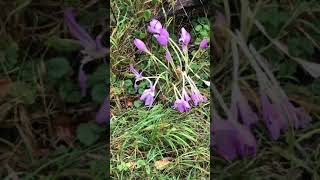 Autumn Crocus