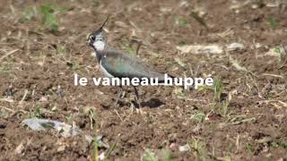 vanneau huppé