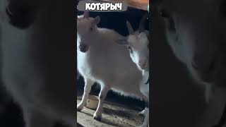 Рога на пол, копыта в гору! 😹 СМЕШНЫЕ ЖИВОТНЫЕ😂😻 #32