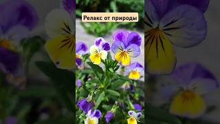 🍀Релаксирующее видео картин природы🍀 #relaxing