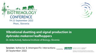 Vibrational duetting and signal production in Aphrodes makarovi leafhoppers