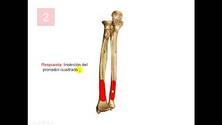 Test de osteología de miembro superior parte 4